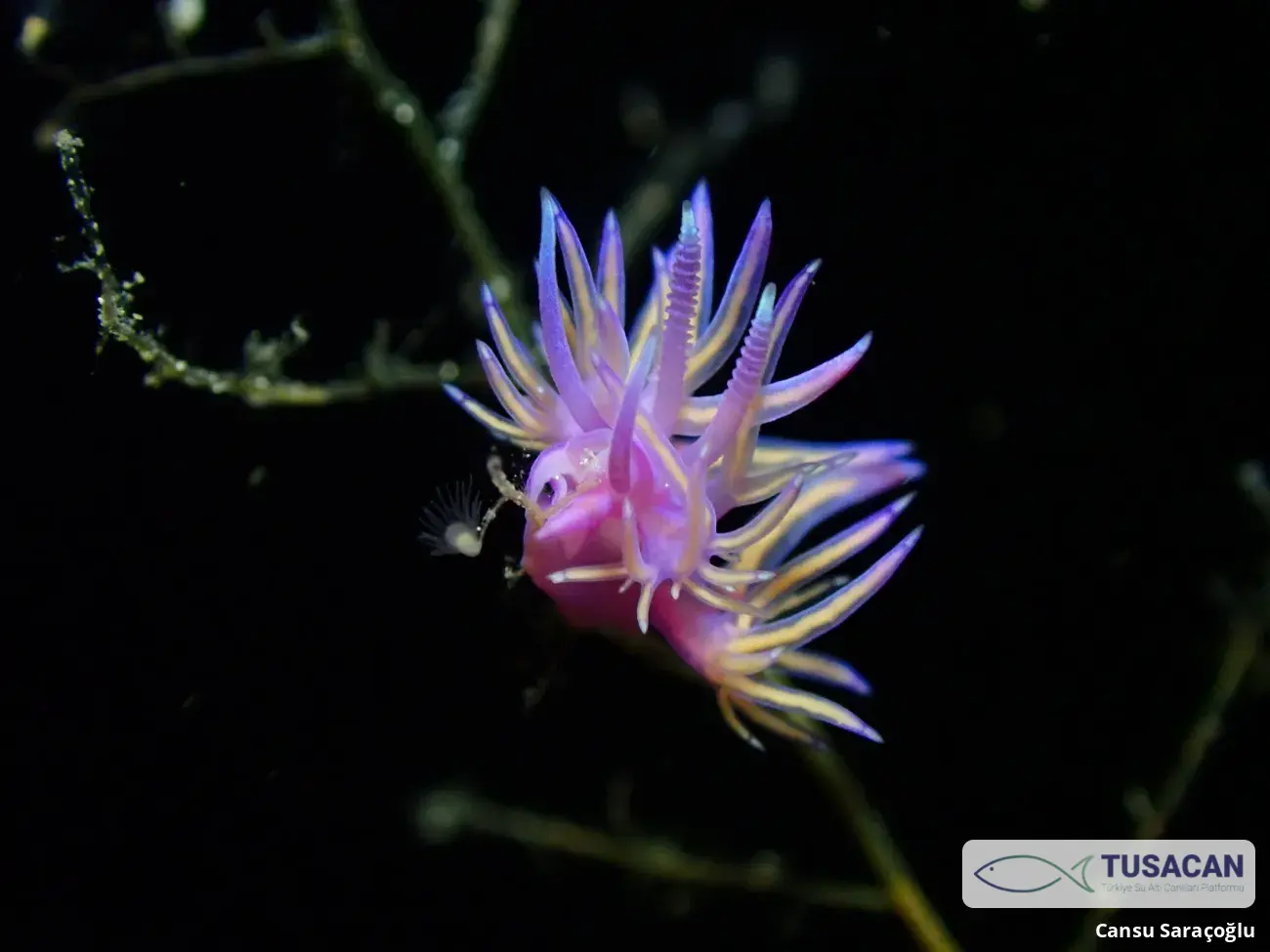 Flabellina affinis