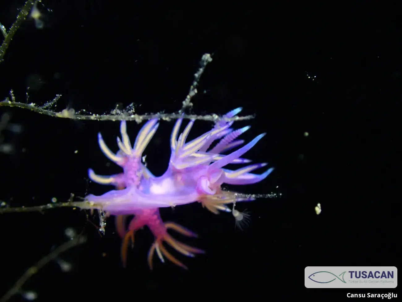 Flabellina affinis