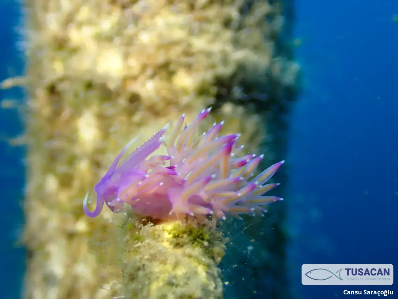 Flabellina affinis