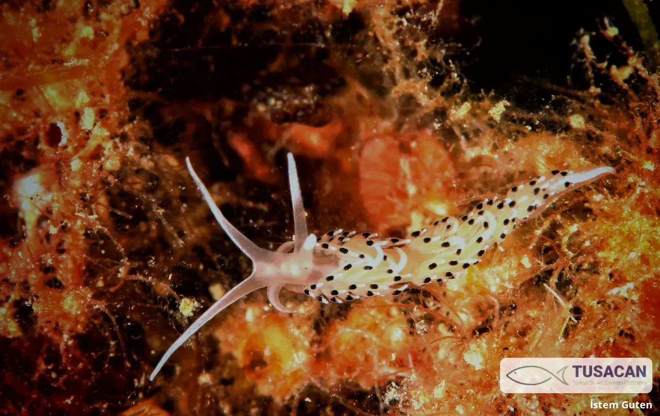 Caloria elegans