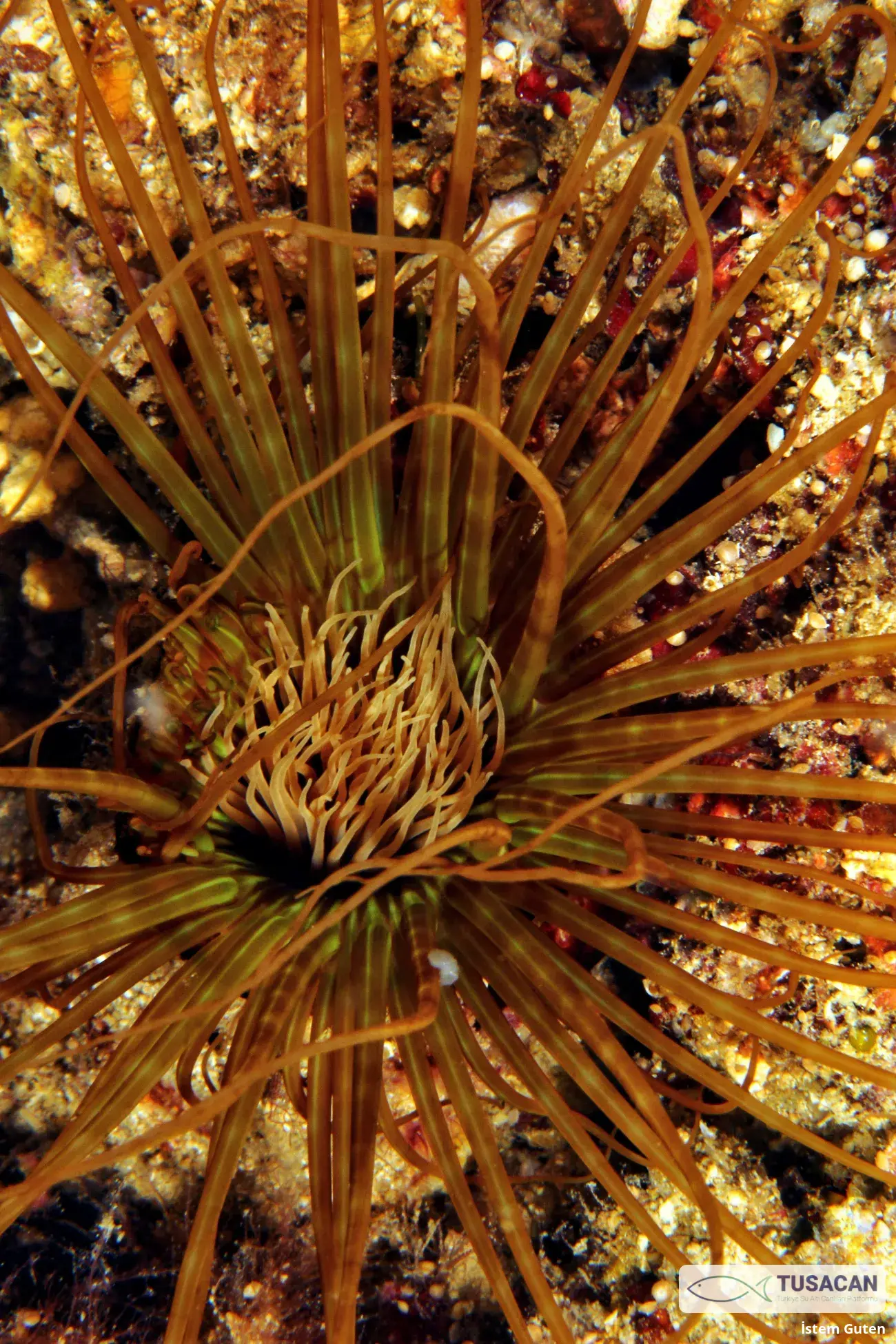 Cerianthus membranaceus