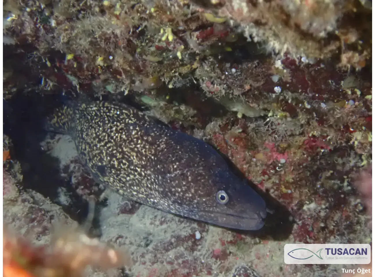 Muraena helena