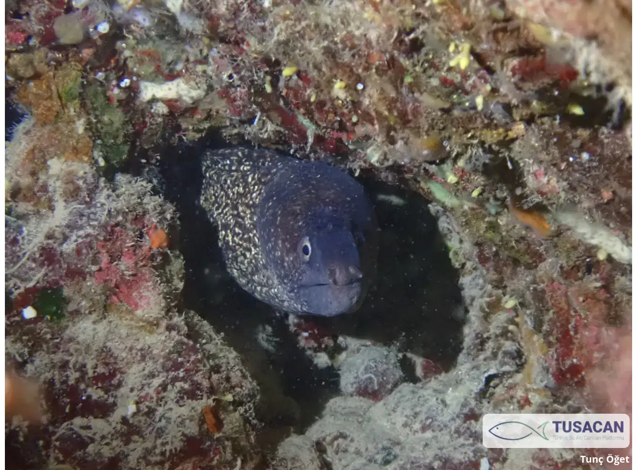 Muraena helena