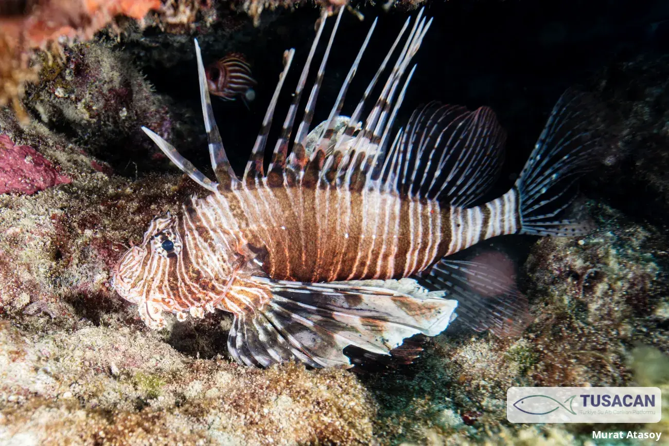Scorpaena scrofa