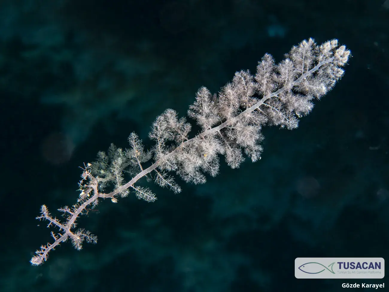 Asparagopsis taxiformis