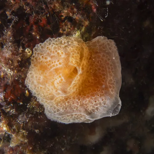 Aplidium tabarquensis