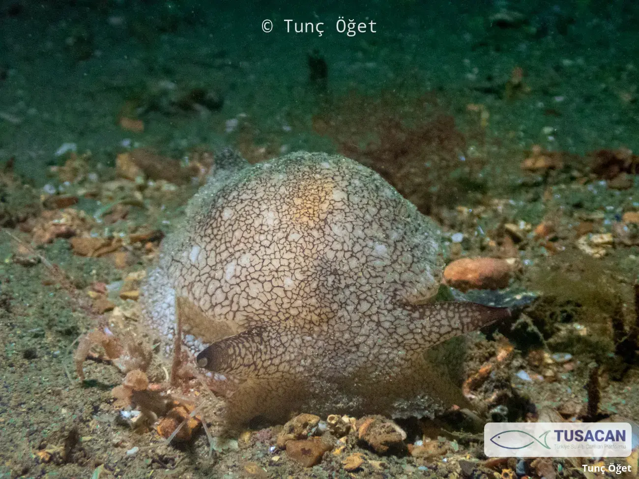 Pleurobranchaea meckeli