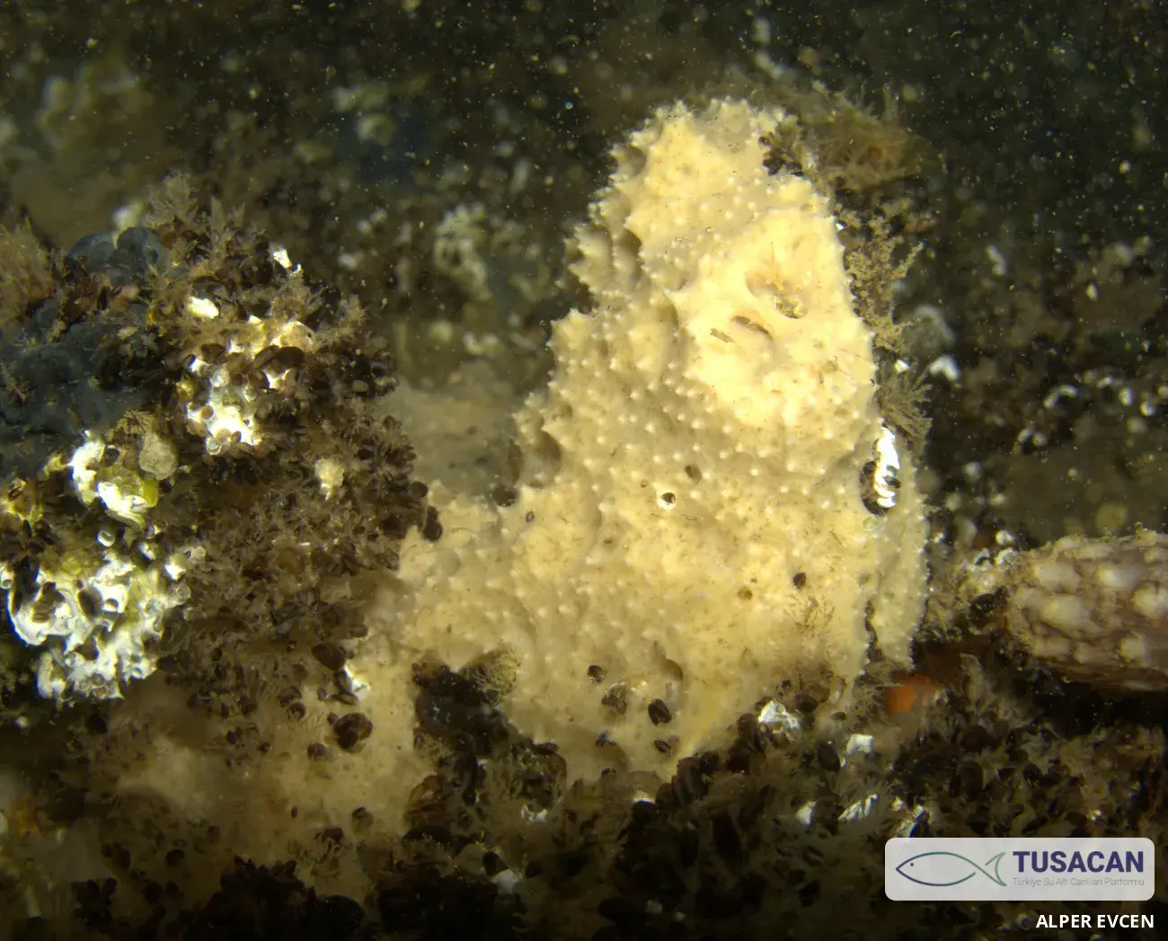 Dysidea fragilis
