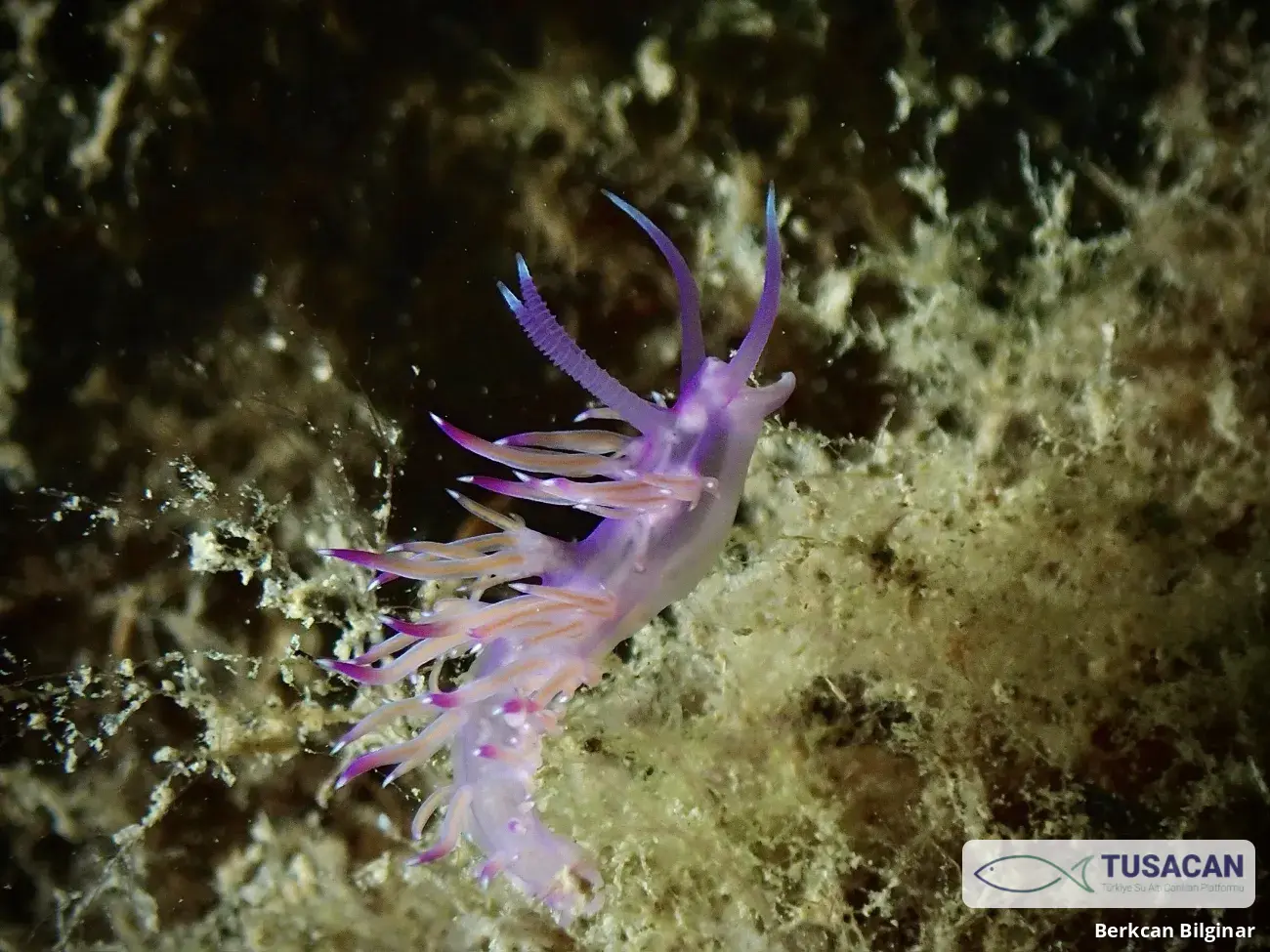 Flabellina affinis