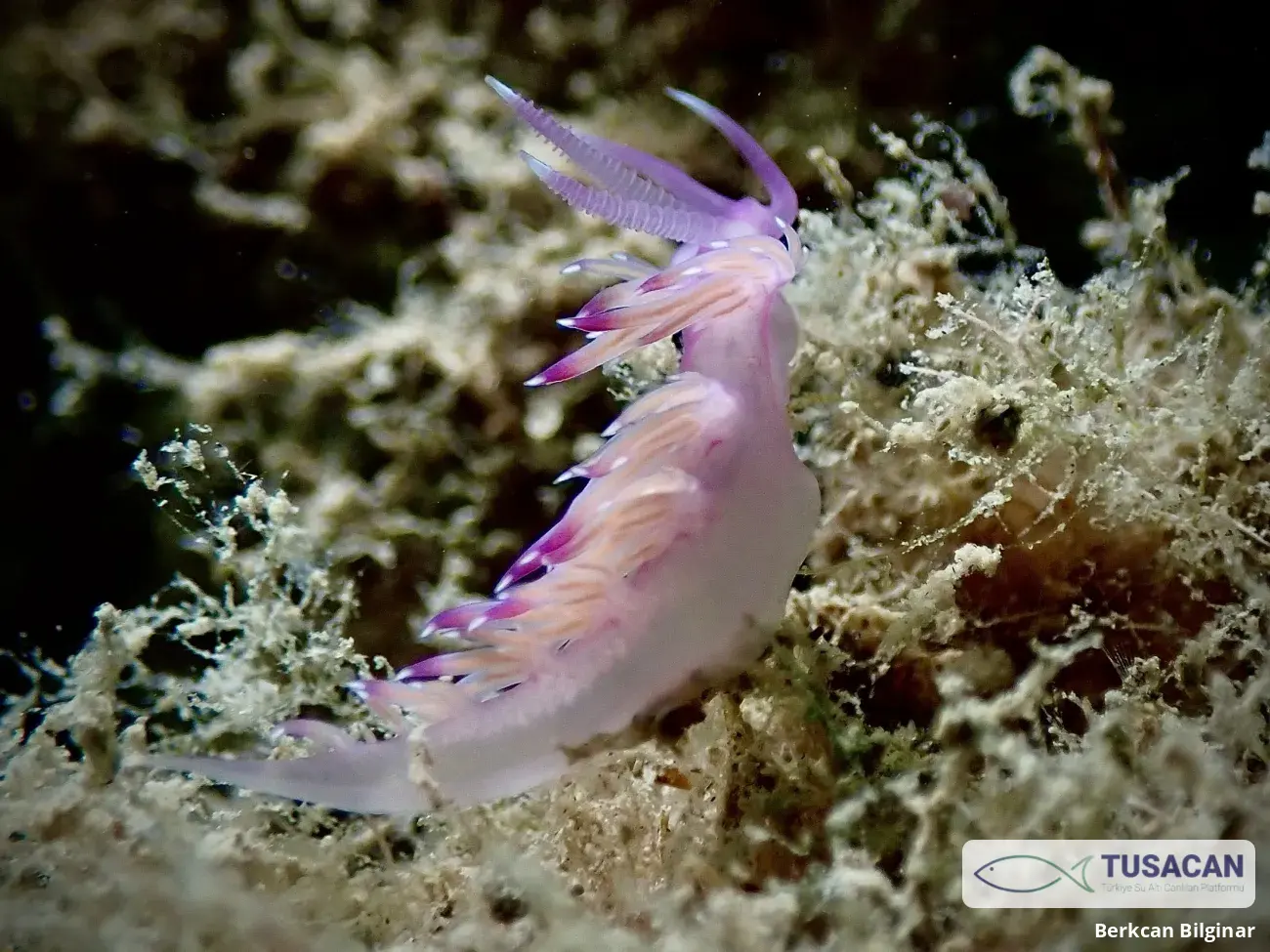 Flabellina affinis