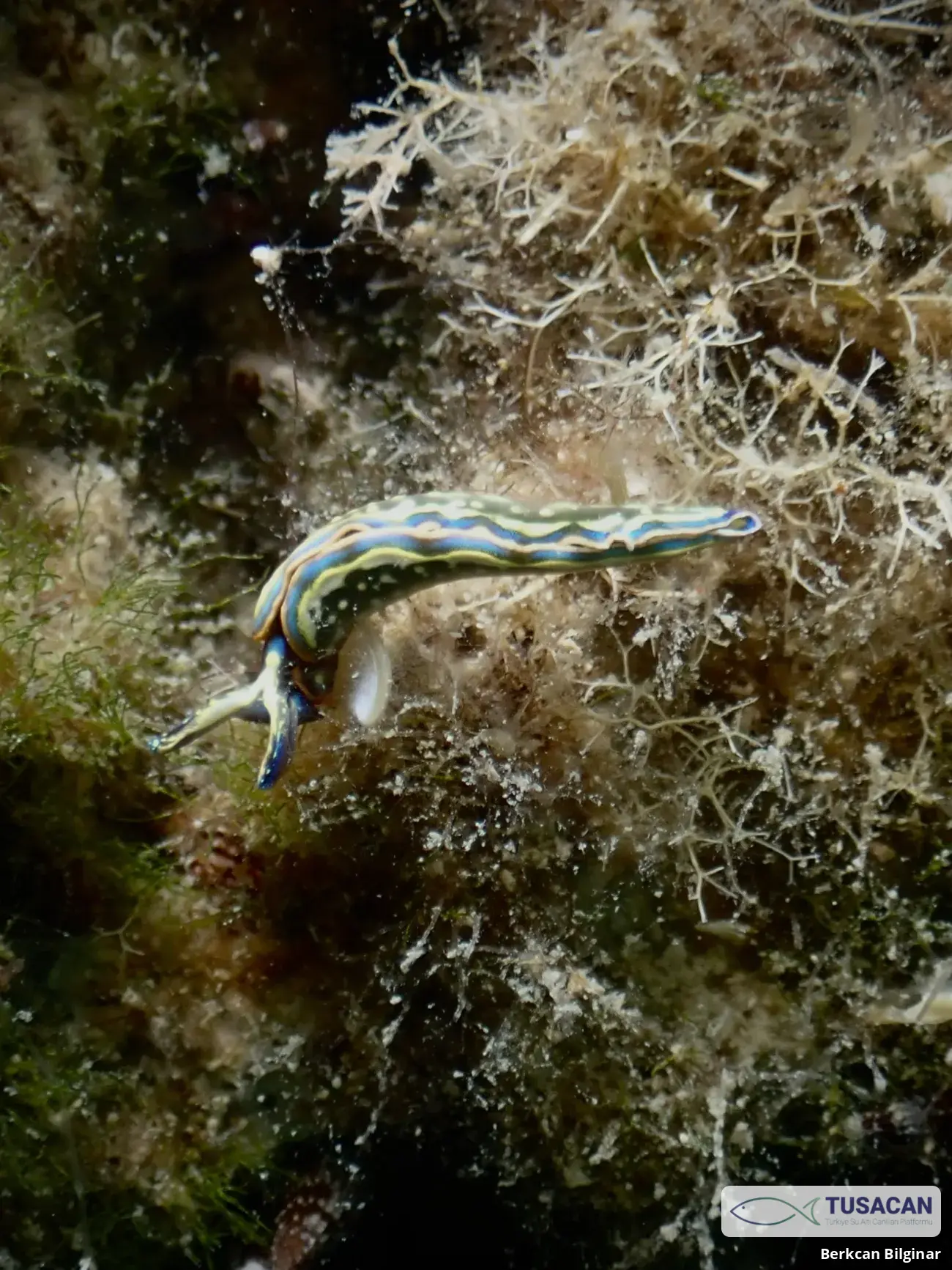 Thuridilla hopei