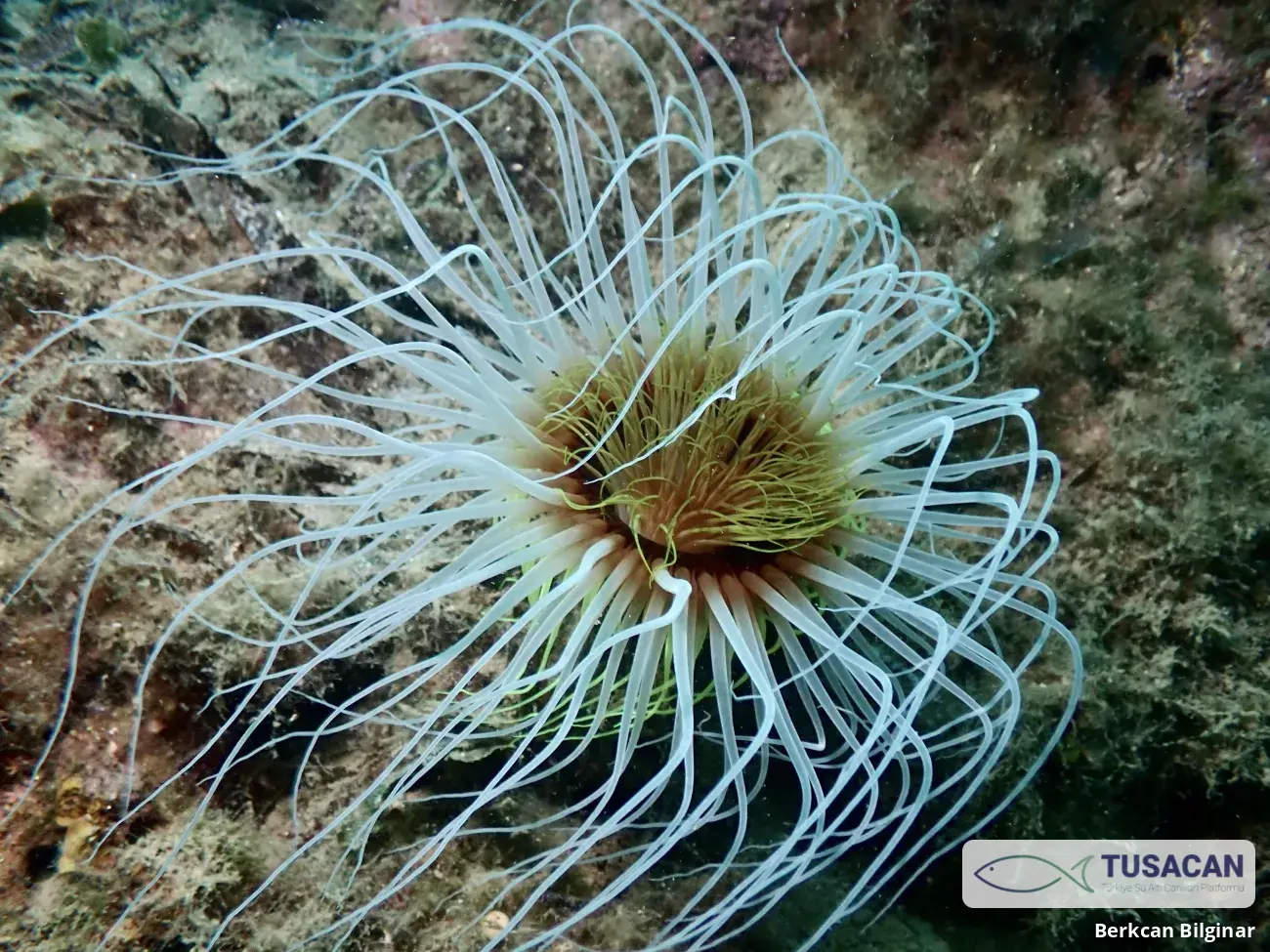 Cerianthus membranaceus