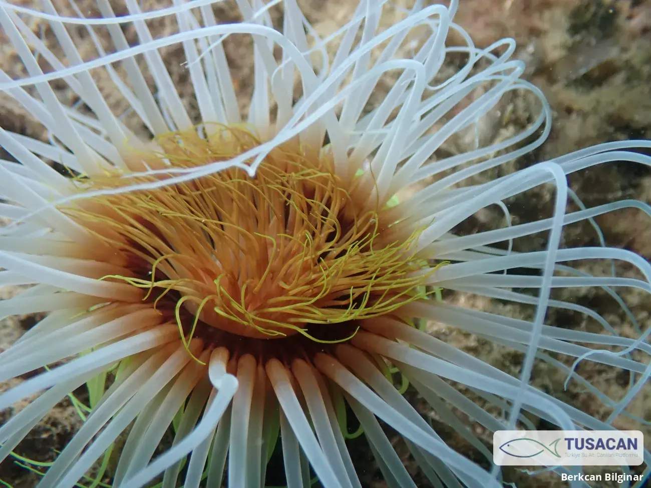 Cerianthus membranaceus