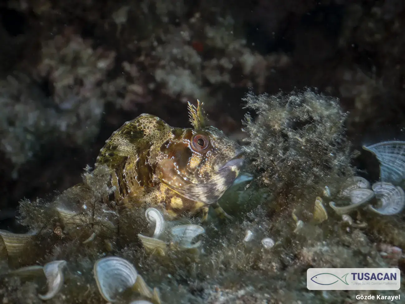 Parablennius gattorugine