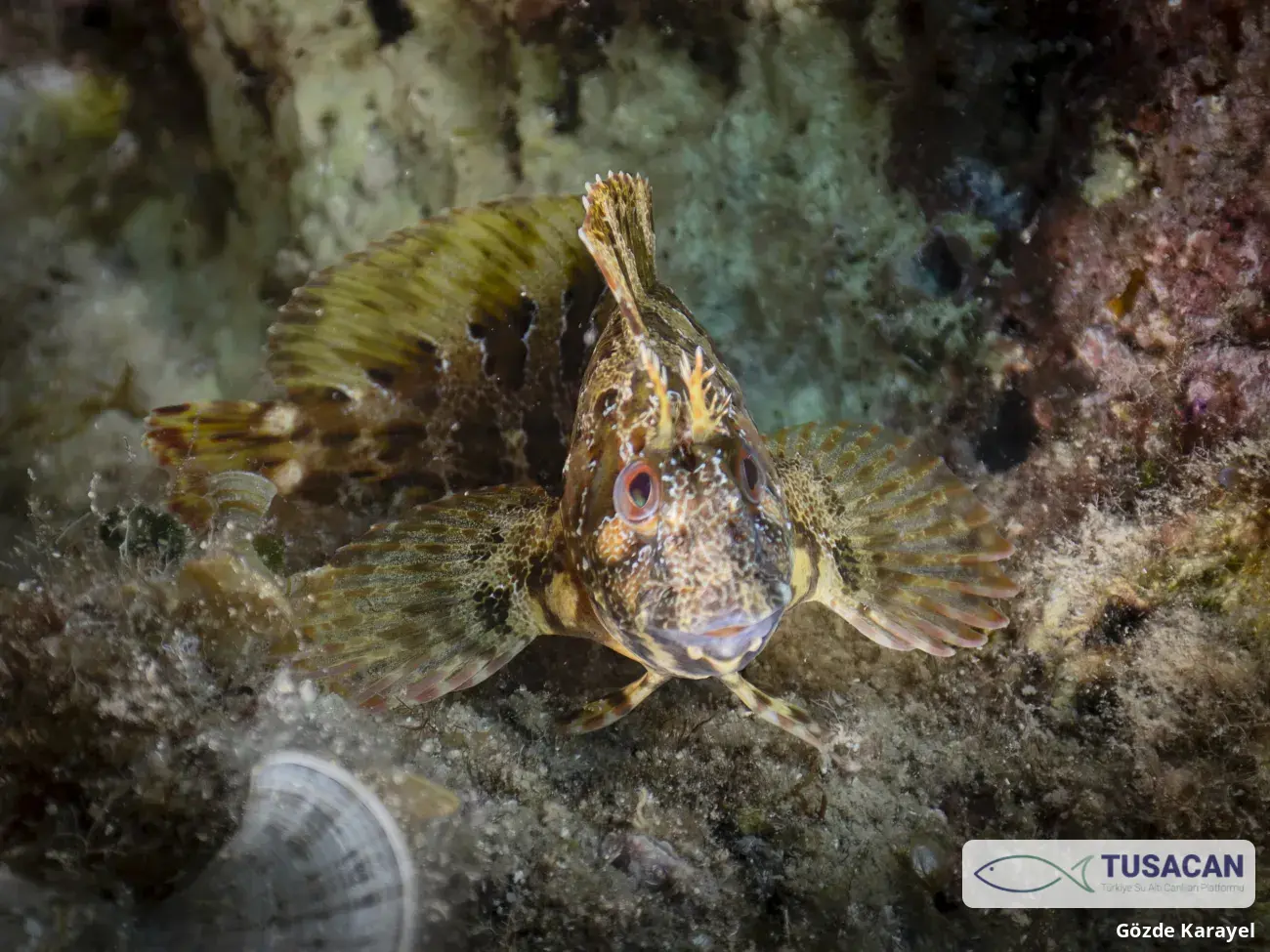 Parablennius gattorugine