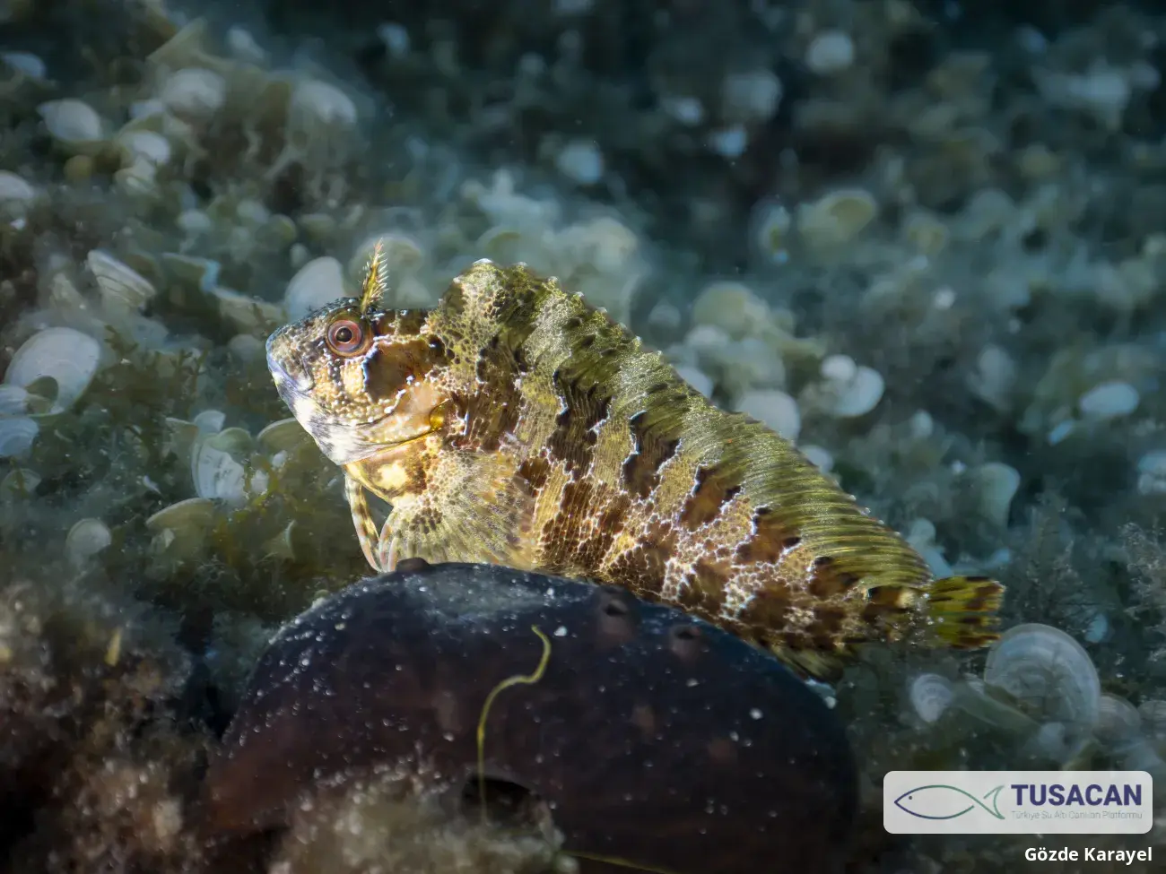Parablennius gattorugine