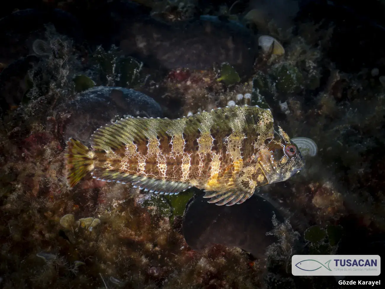 Parablennius gattorugine