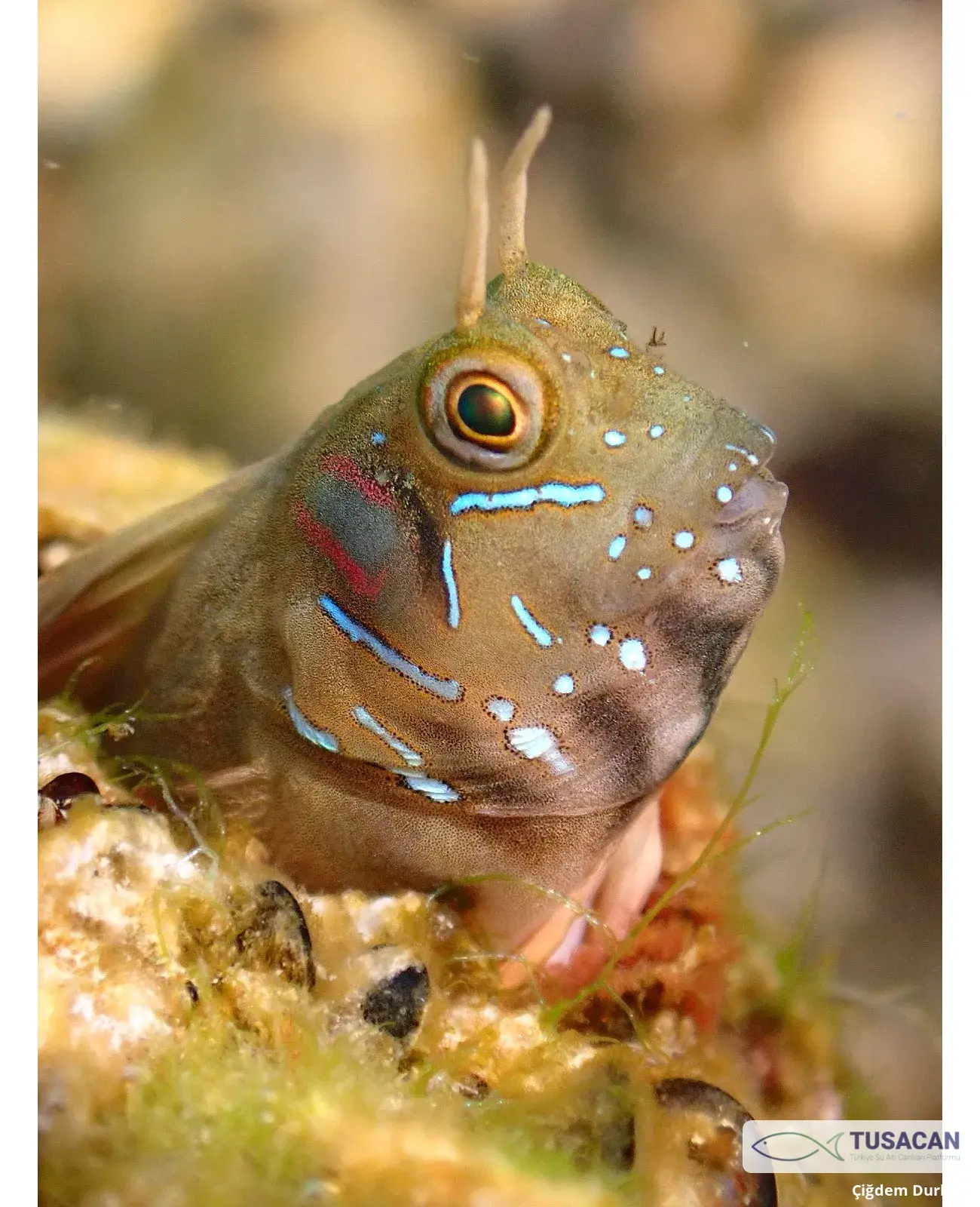 Aidablennius sphynx