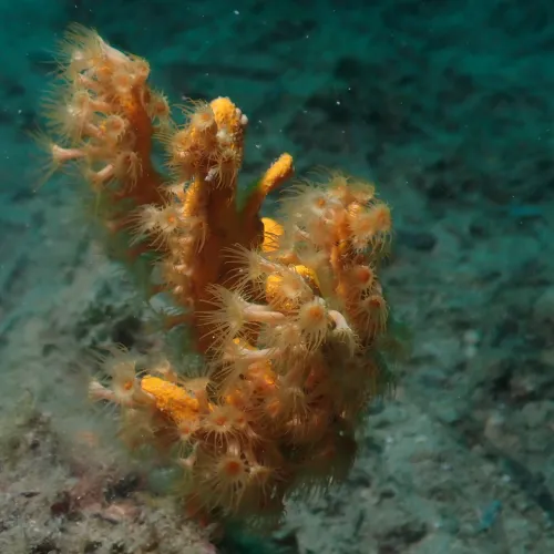 Parazoanthus axinellae