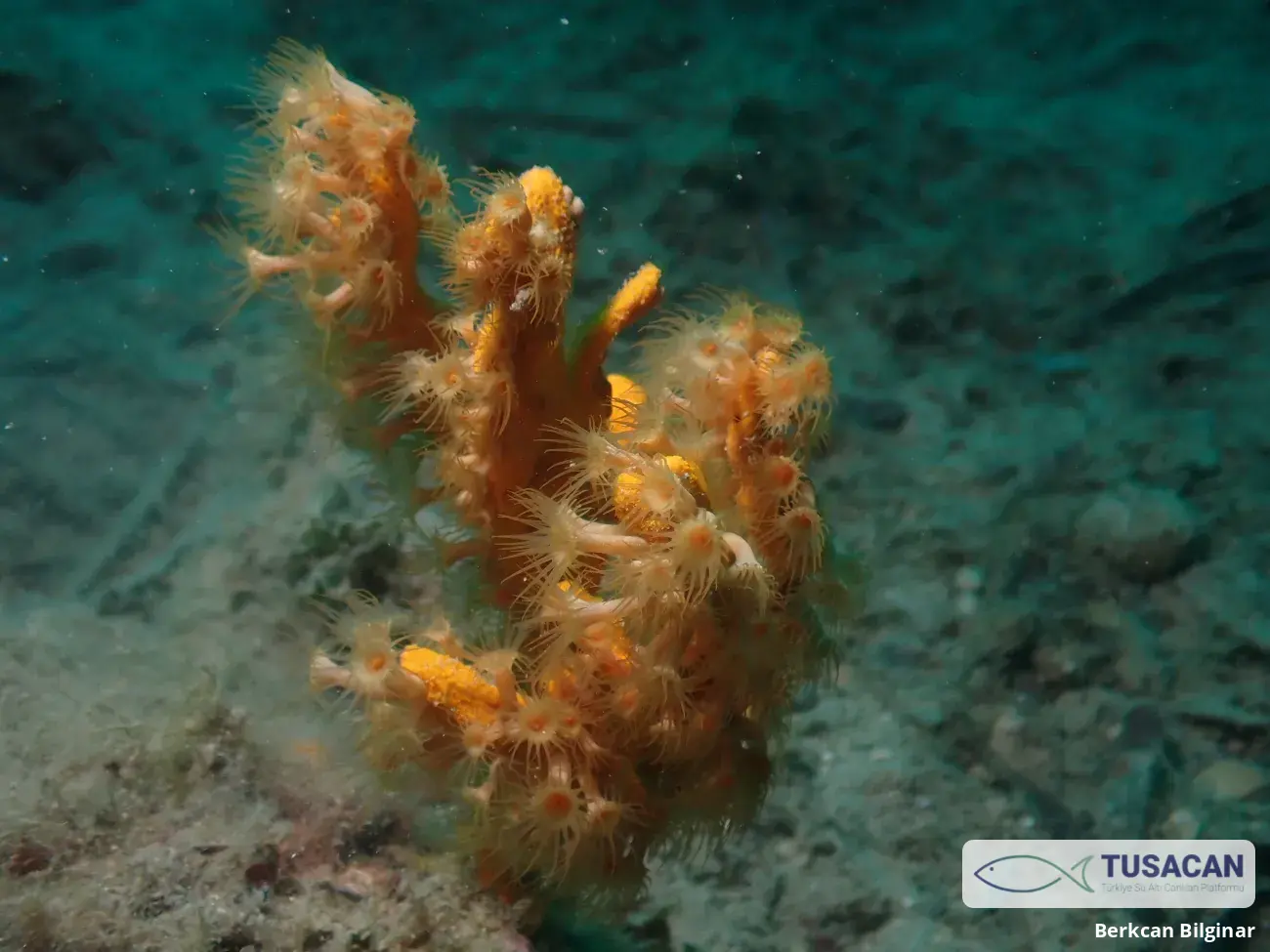 Parazoanthus axinellae