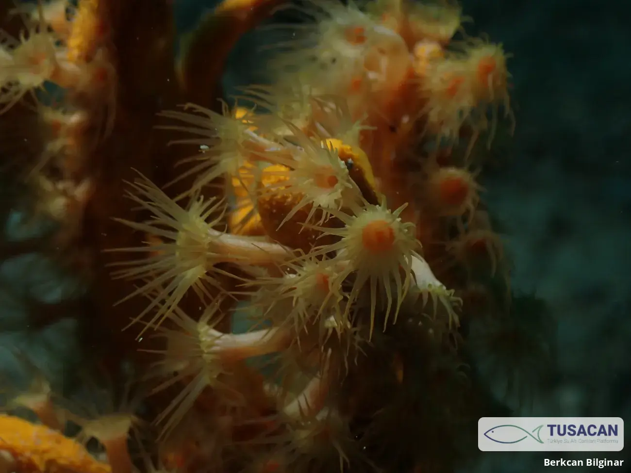 Parazoanthus axinellae