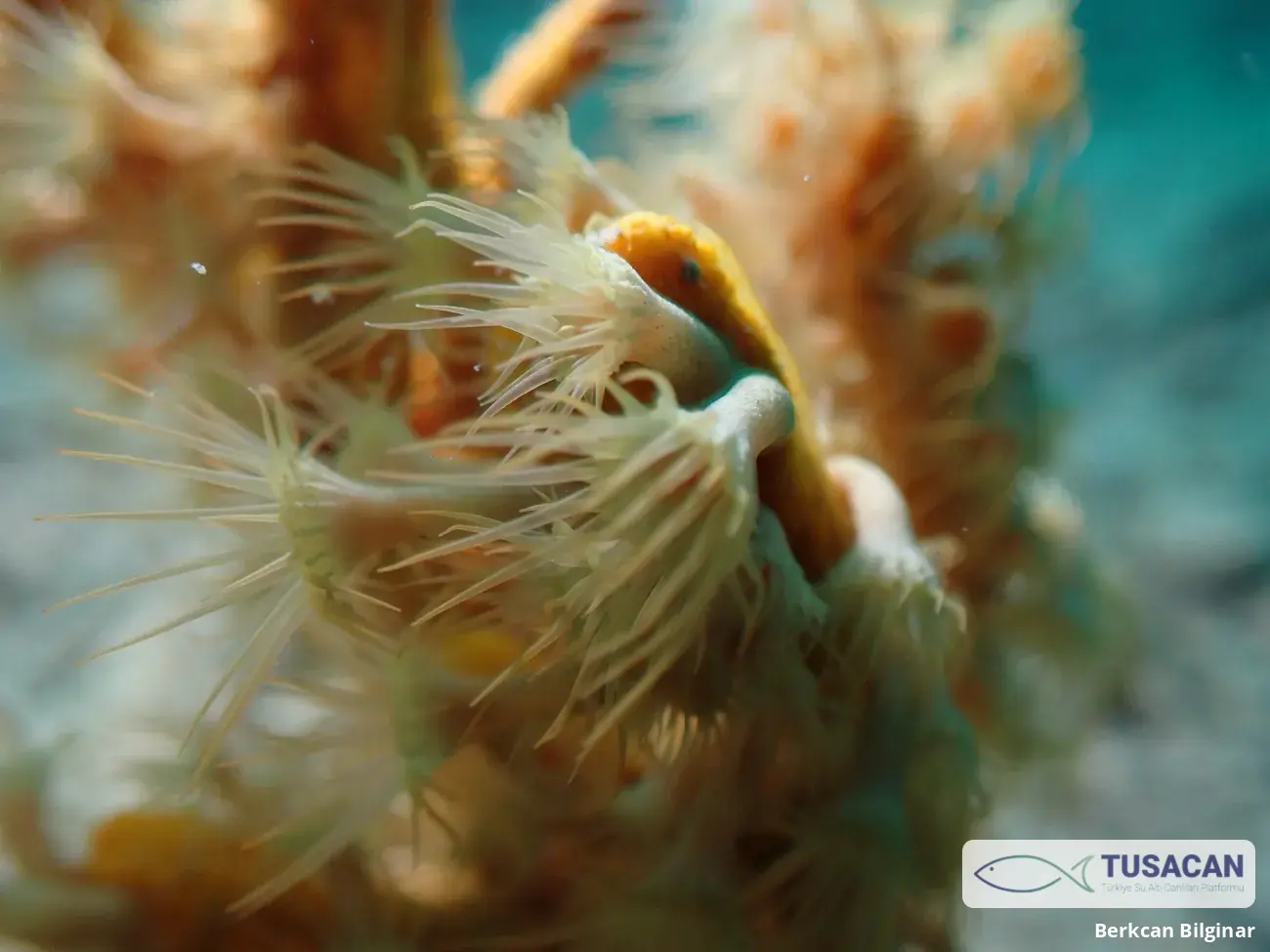 Parazoanthus axinellae