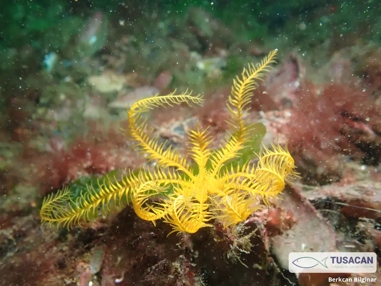 Antedon mediterranea