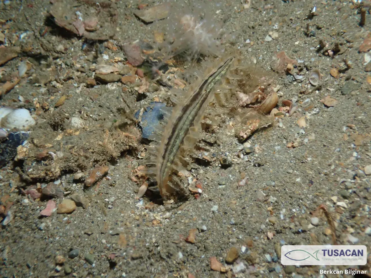 Atrina fragilis