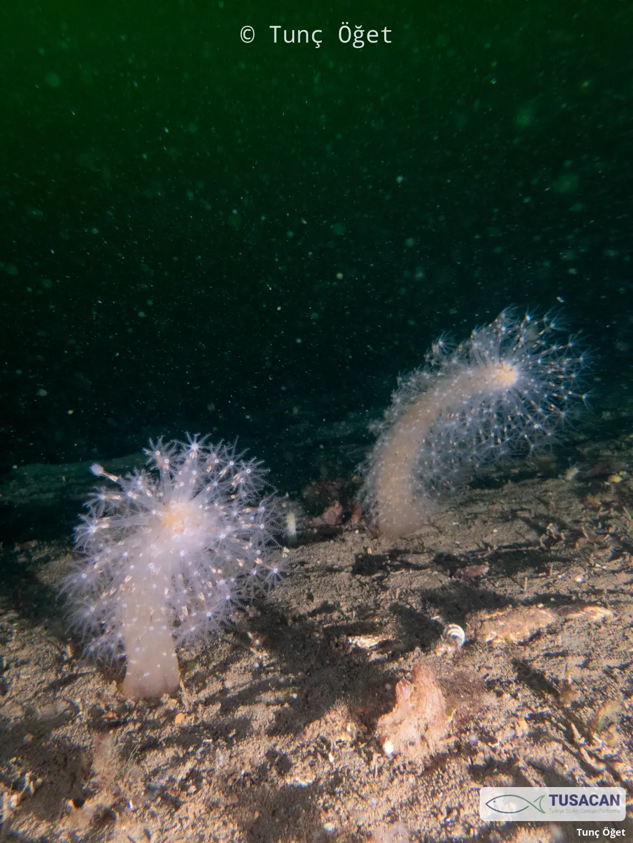 Veretillum cynomorium