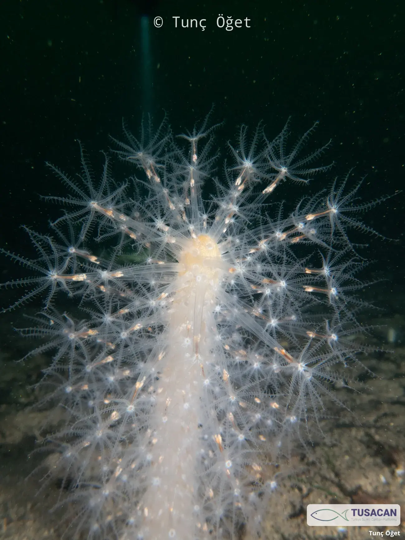 Veretillum cynomorium