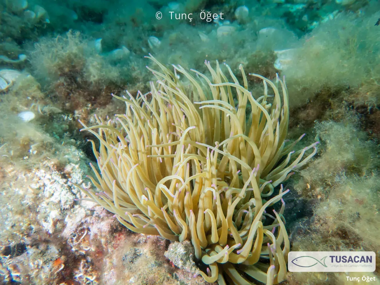 Anemonia viridis