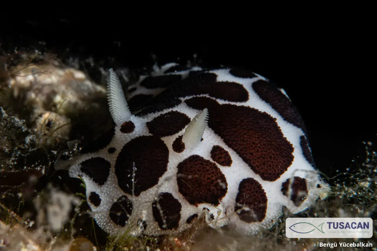 Peltodoris atromaculata