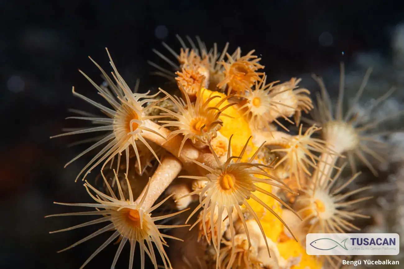 Parazoanthus axinellae