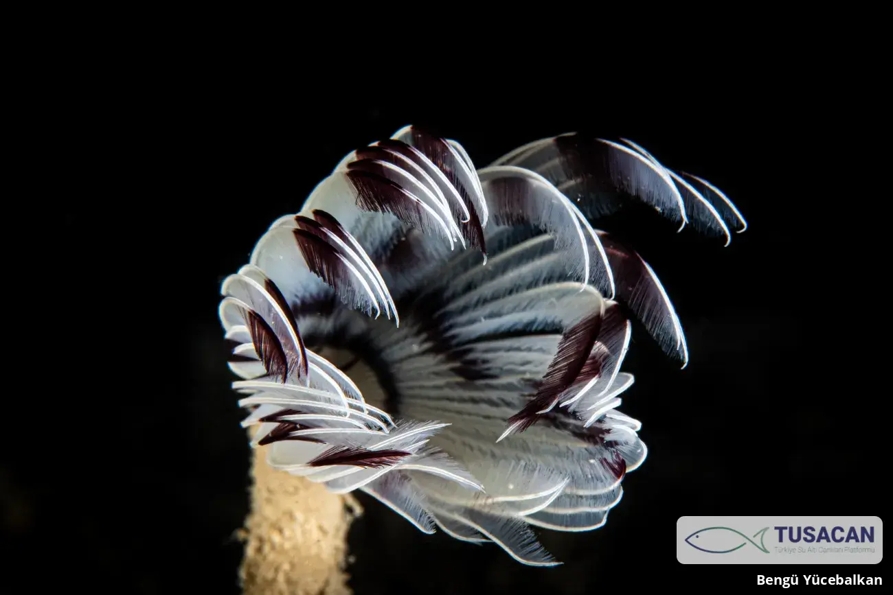Sabella pavonina