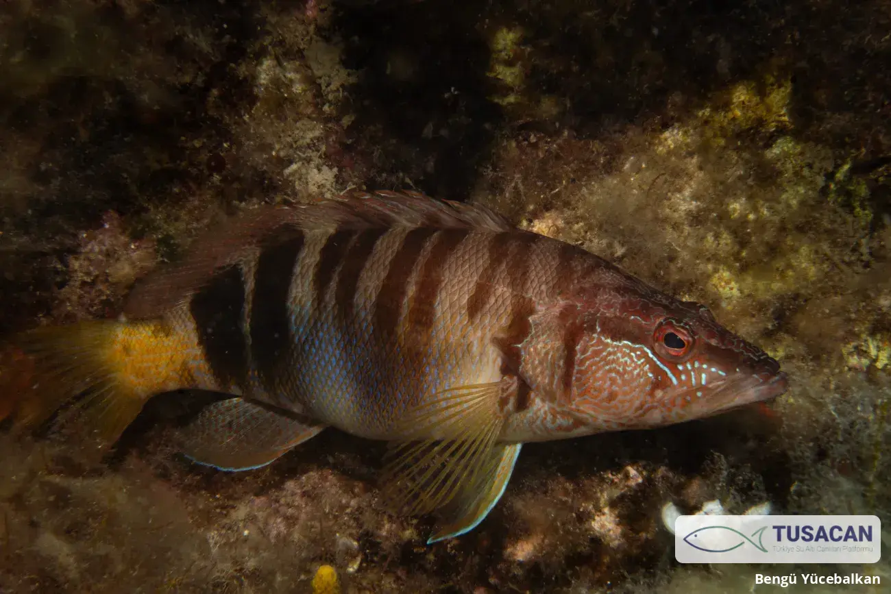 Serranus scriba