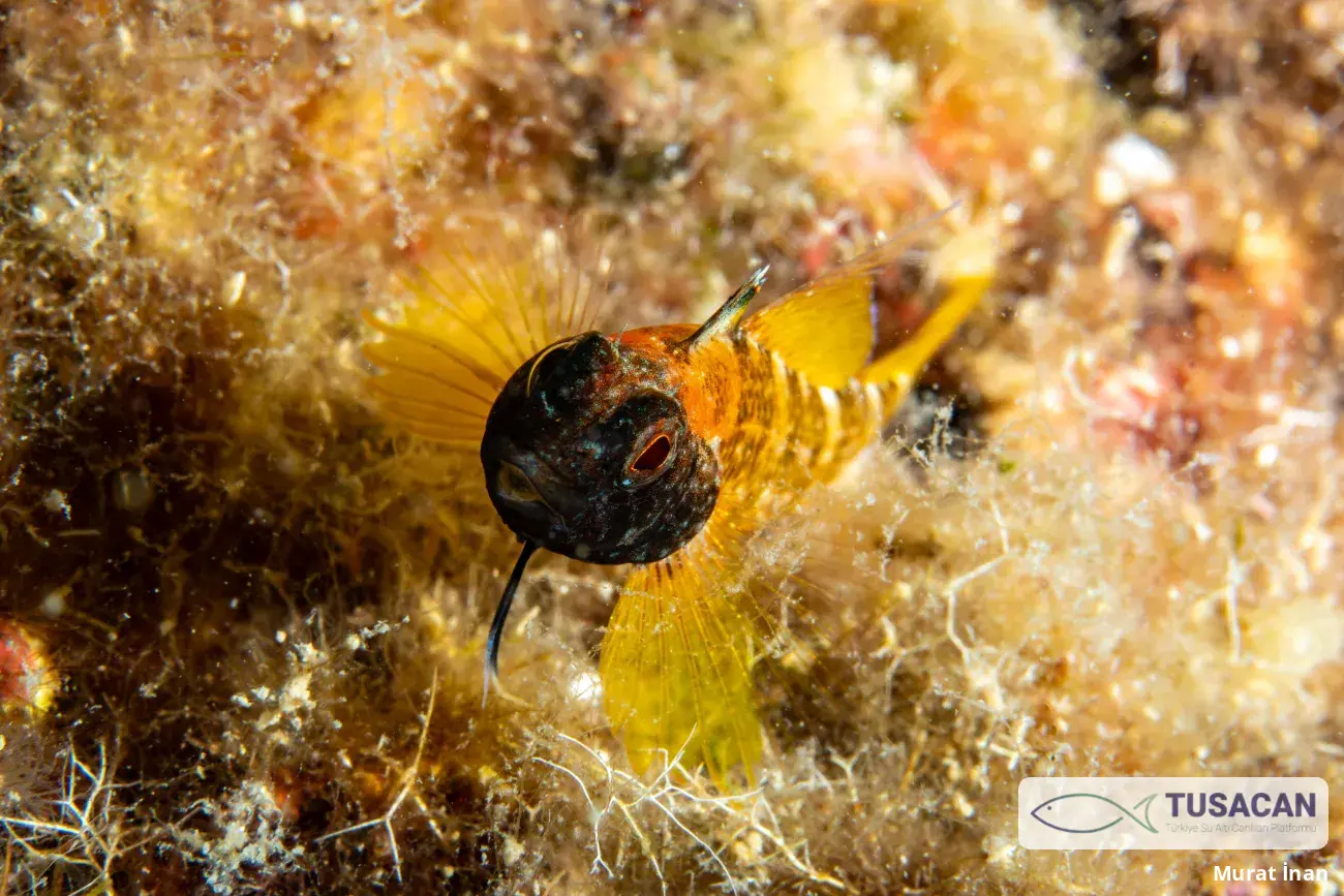 Tripterygion delaisi