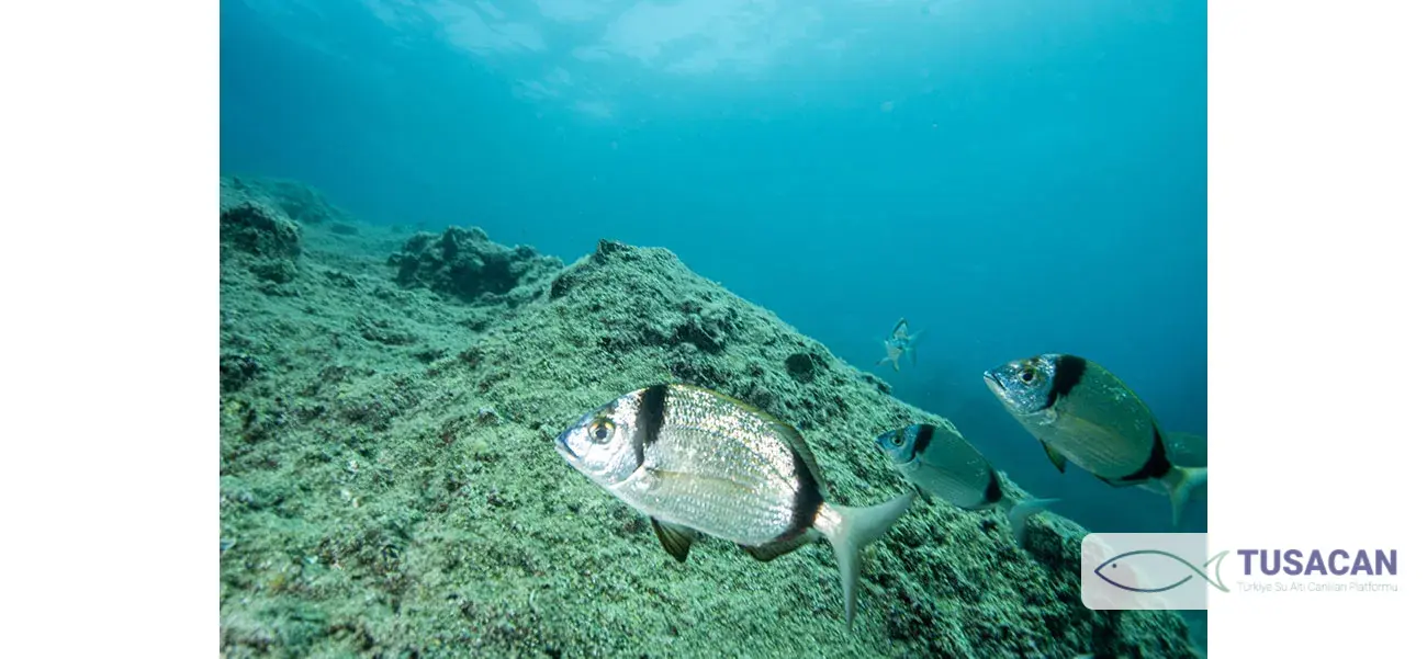 Diplodus vulgaris
