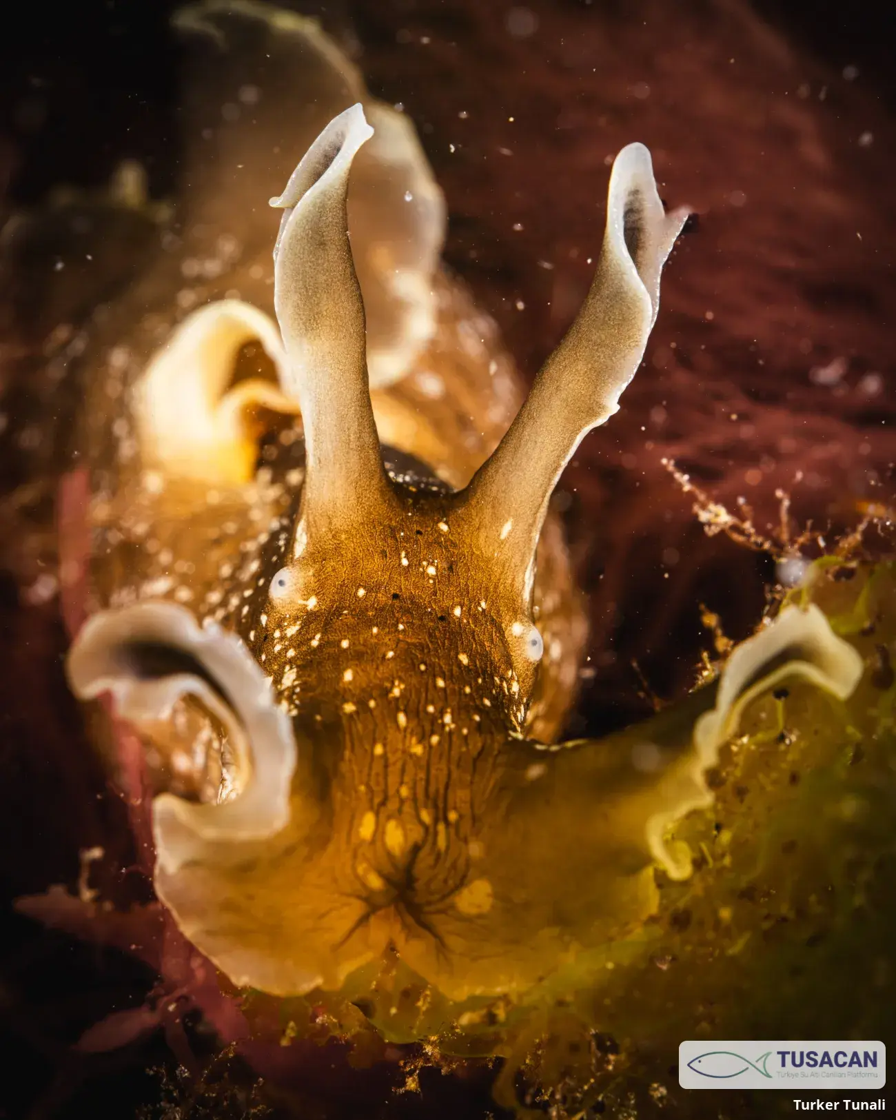 Aplysia punctata