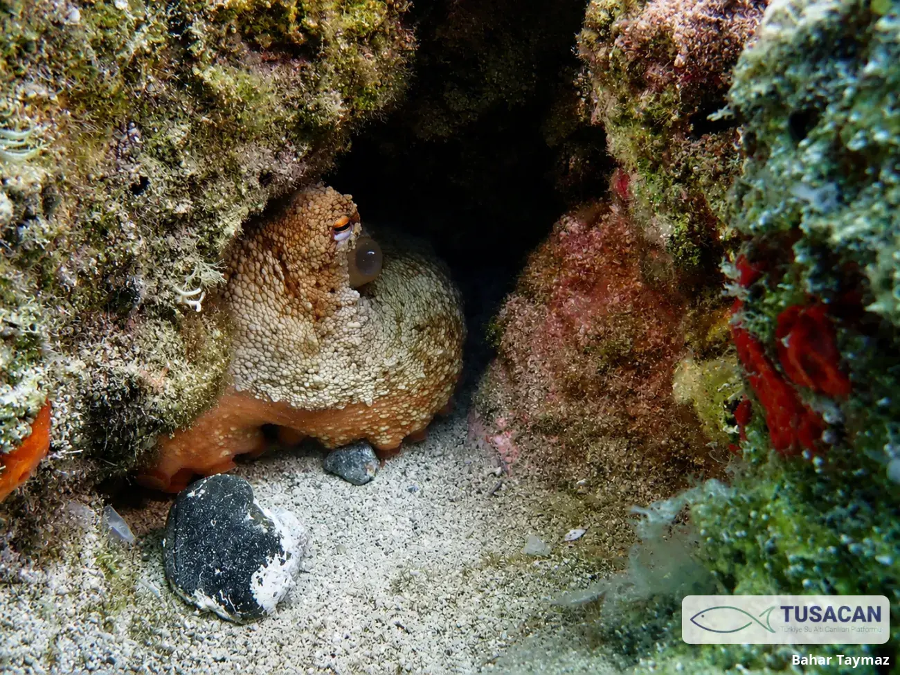 Octopus vulgaris