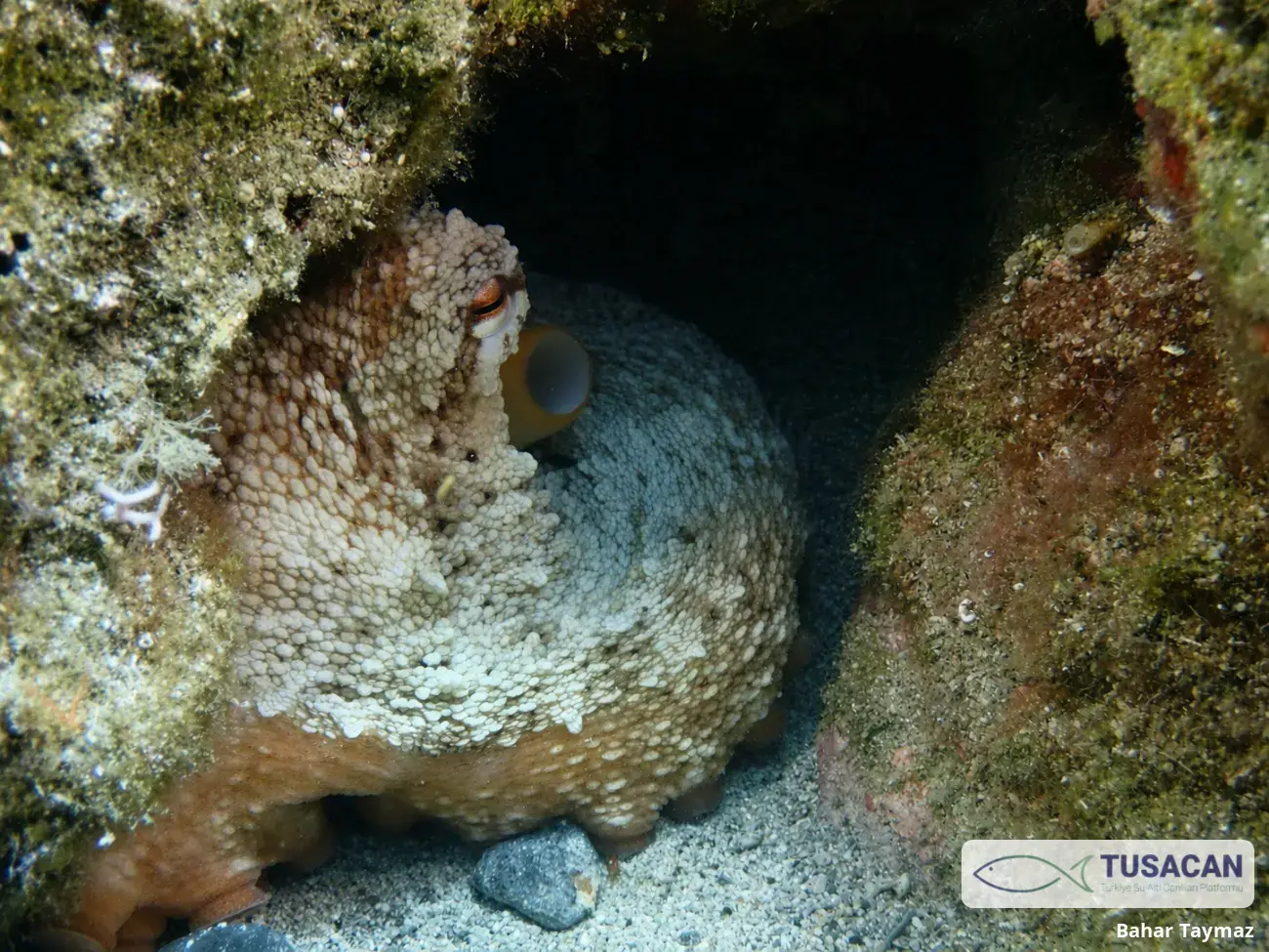 Octopus vulgaris