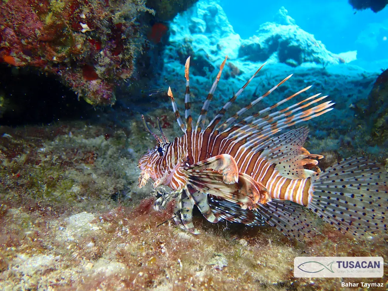 Pterois miles