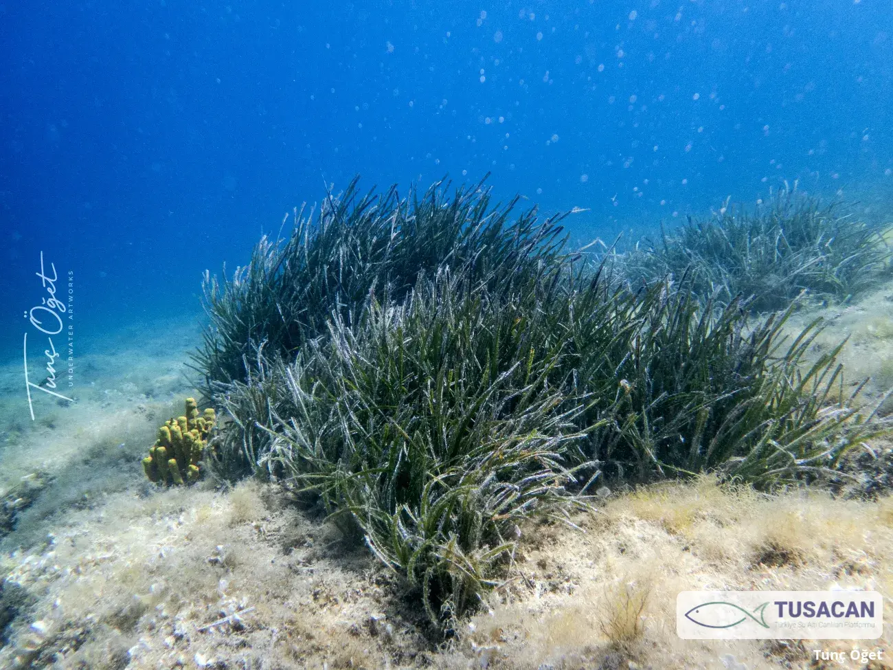 Posidonia oceanica