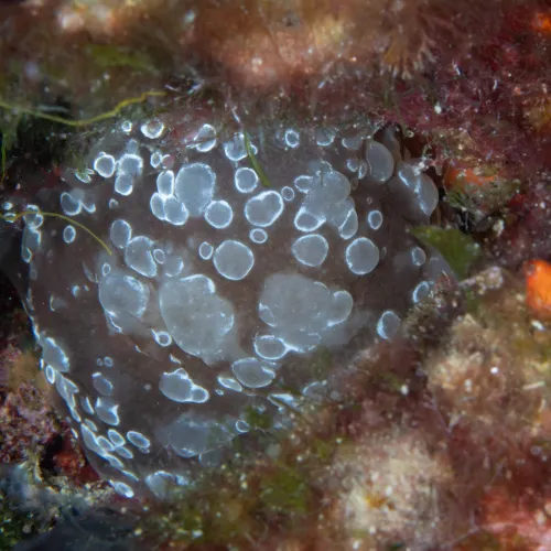 Alicia mirabilis