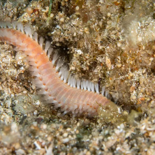 Eurythoe complanata