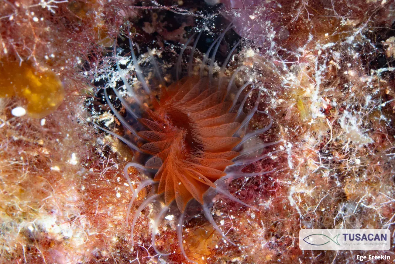 Serpulidae (familya)