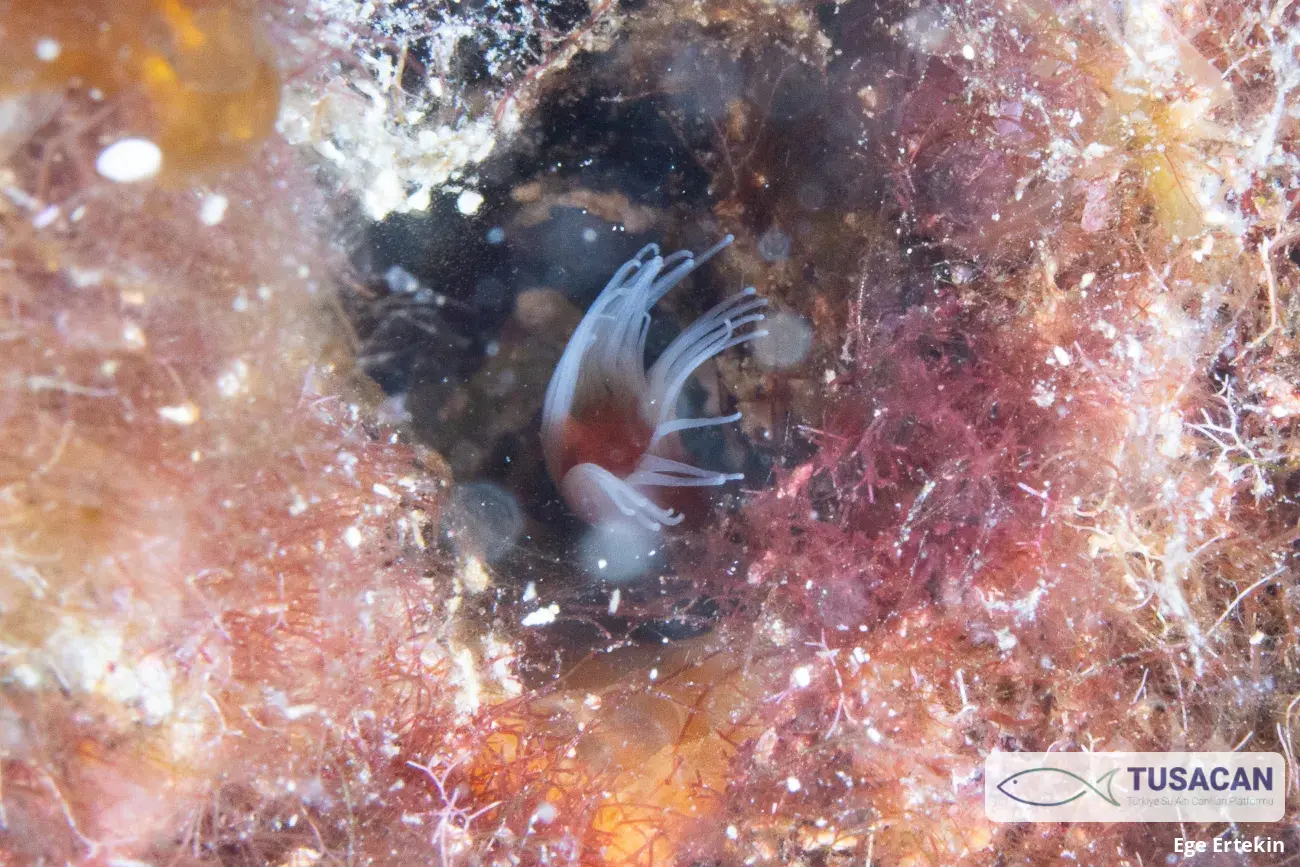 Serpulidae (familya)