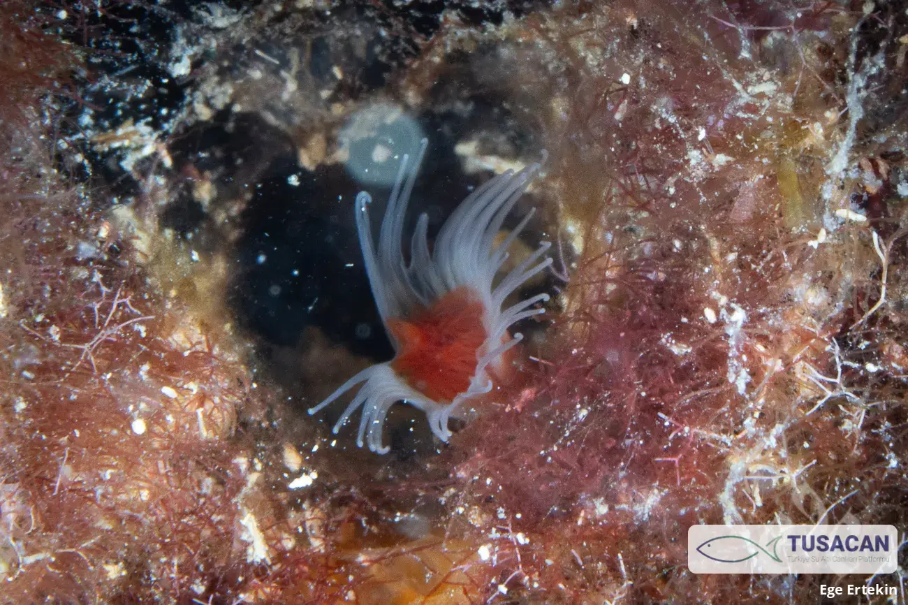Serpulidae (familya)