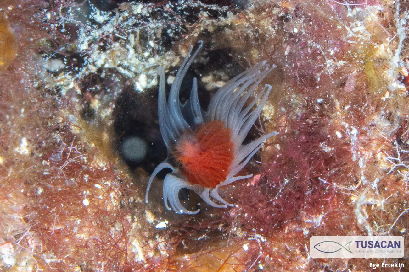 Serpulidae (familya)