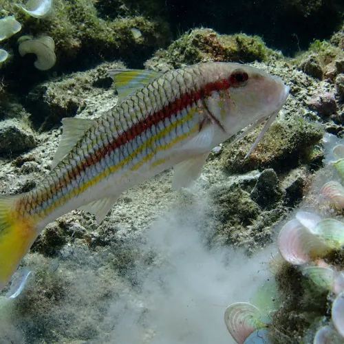 Mullus surmuletus