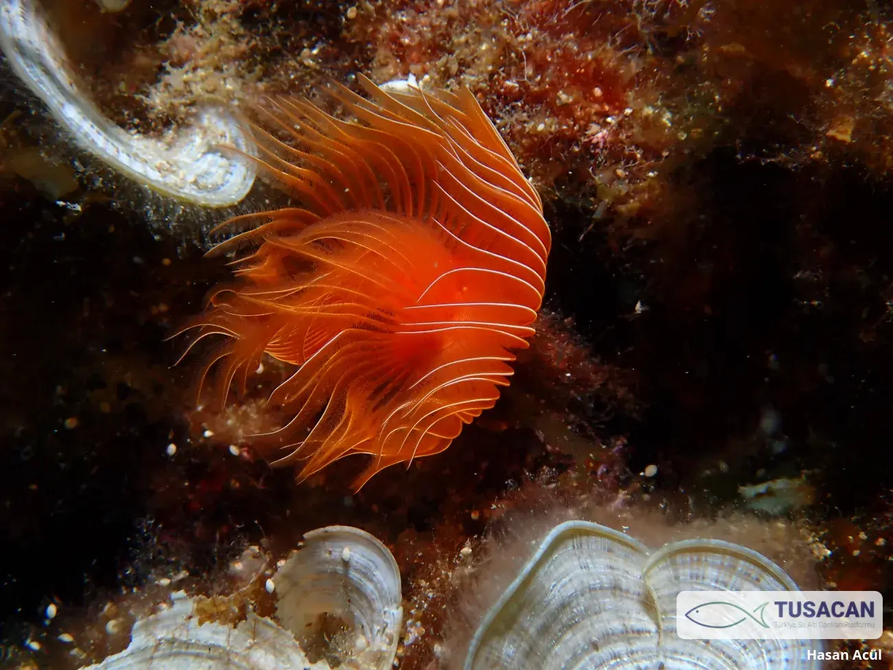 Protula tubularia